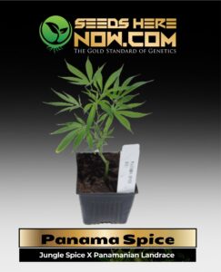 Panama Spice Clones (space) ACC cannabis seeds – Seeds Here Now