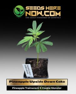 Pineapple Upside Down Cake Clones (space) ACC cannabis seeds – Seeds Here Now