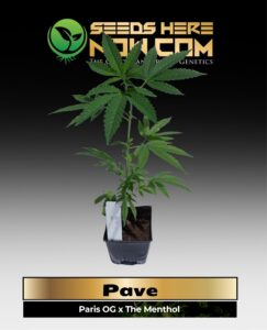 Pave Clones (space) ACC cannabis seeds – Seeds Here Now