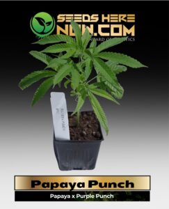 Papaya Punch Clones (space) ACC cannabis seeds – Seeds Here Now