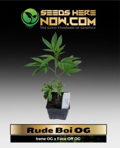 Rude Boi OG Clones (space) ACC cannabis seeds – Seeds Here Now