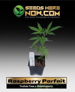 Raspberry Parfait Clones (space) ACC cannabis seeds – Seeds Here Now