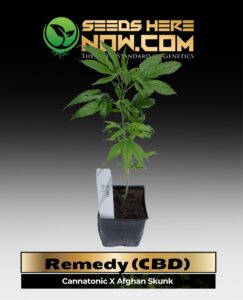 Remedy (CBD) Clones(space) ACC cannabis seeds – Seeds Here Now