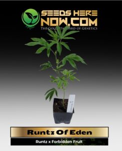 Runtz Of Eden (AKA Forbidden Runtz) Clones (space) ACC cannabis seeds – Seeds Here Now