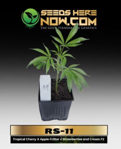 RS(space)11 Clones (space) ACC cannabis seeds – Seeds Here Now