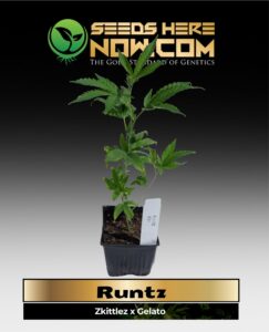 Runtz Clones (space) ACC cannabis seeds – Seeds Here Now
