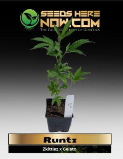 Runtz Clones (space) ACC