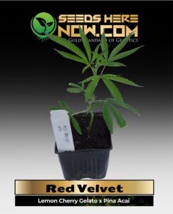 Red Velvet Clones (space) ACC cannabis seeds – Seeds Here Now