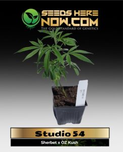 Studio 54 Clones (space) ACC cannabis seeds – Seeds Here Now