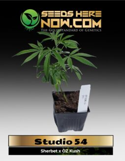 Studio 54 Clones (space) ACC