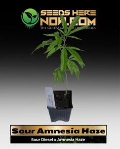 Sour Amnesia Haze Clones (space) ACC cannabis seeds – Seeds Here Now