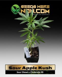 Sour Apple Kush Clones (space) ACC cannabis seeds – Seeds Here Now