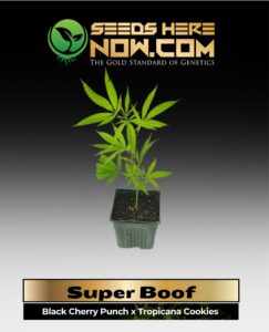 Super Boof Clones (space) ACC cannabis seeds – Seeds Here Now