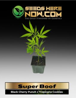Super Boof Clones (space) ACC