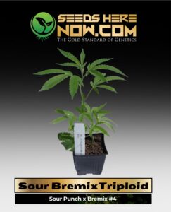 Sour BremixTriploid Clones (space) ACC cannabis seeds – Seeds Here Now