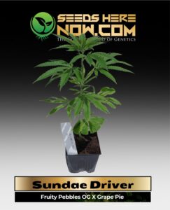 Sundae Driver Clones (space) ACC cannabis seeds – Seeds Here Now