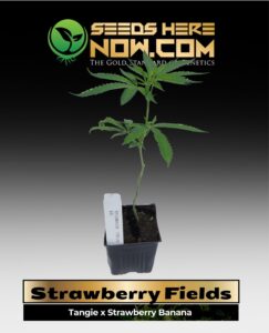 Strawberry Fields Clones (space) ACC cannabis seeds – Seeds Here Now