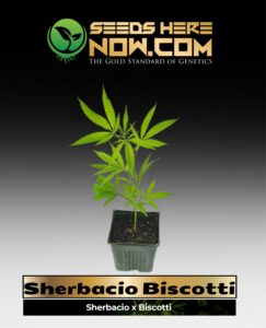 Sherbacio Biscotti (space) ACC cannabis seeds – Seeds Here Now