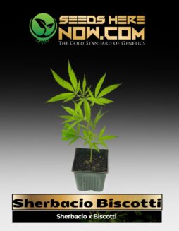 Sherbacio Biscotti (space) ACC