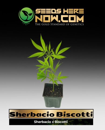 Sherbacio Biscotti (space) ACC