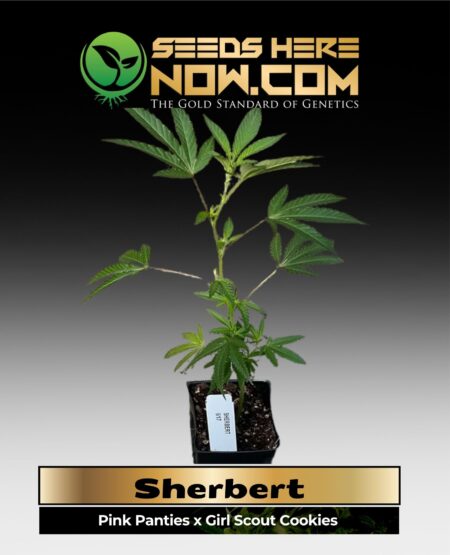 Sherbert Clones (space) ACC