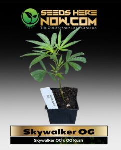 Skywalker OG Clones (space) ACC cannabis seeds – Seeds Here Now