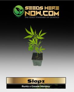 Slapz Clones (space) ACC cannabis seeds – Seeds Here Now