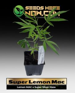 Super Lemon Mac Clones (space) ACC cannabis seeds – Seeds Here Now