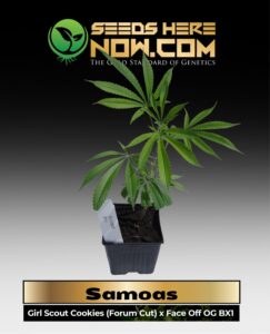 Samoas Clones (space) ACC cannabis seeds – Seeds Here Now
