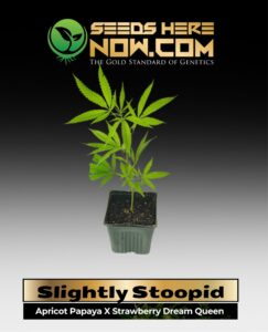 Slightly Stoopid(space) ACC cannabis seeds – Seeds Here Now