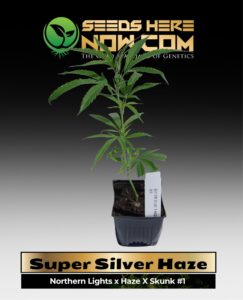 Super Silver Haze Clones (space) ACC cannabis seeds – Seeds Here Now