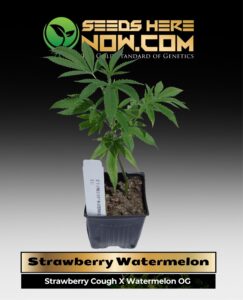 Strawberry Watermelon Clones (space) ACC cannabis seeds – Seeds Here Now