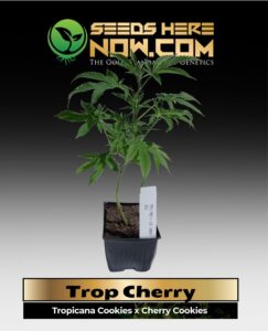 Trop Cherry Clones (space) ACC cannabis seeds – Seeds Here Now