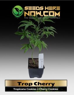 Trop Cherry Clones (space) ACC
