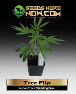 Tree Flip Clones (space) ACC cannabis seeds – Seeds Here Now
