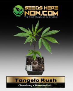 Tangelo Kush Clones (space) ACC cannabis seeds – Seeds Here Now