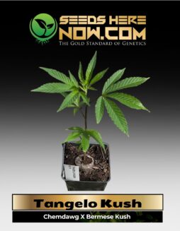Tangelo Kush Clones (space) ACC