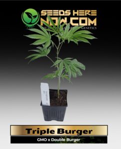 Triple Burger Clones (space) ACC cannabis seeds – Seeds Here Now
