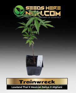 Trainwreck Clones (space) ACC cannabis seeds – Seeds Here Now