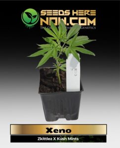 Xeno Clones (space) ACC cannabis seeds – Seeds Here Now