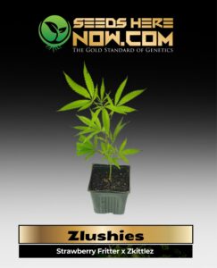Zlushies Clones (space) ACC cannabis seeds – Seeds Here Now
