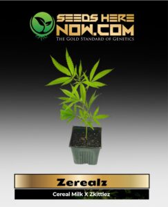 Zerealz Clones(space) ACC cannabis seeds – Seeds Here Now