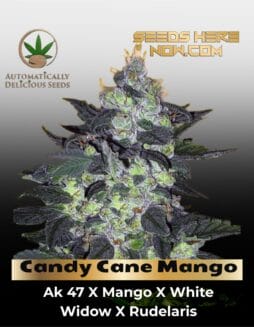 Candy Cane Mango (Autoflower) (space) Automatically Delicious