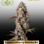 Lemon Cherry Gelato S1 (Feminized) - Elite Clone Seed Company