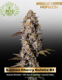 Lemon Cherry Gelato S1 (Feminized) (space) Elite Clone Seed CompanyLemon Cherry Gelato S1 (Feminized) (space) Elite Clone Seed Company