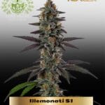 Illemonati S1 (Feminized) - Elite Clone Seed Company