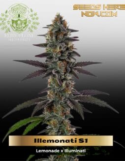 Illemonati S1 (Feminized) (space) Elite Clone Seed CompanyIllemonati S1 (Feminized) (space) Elite Clone Seed Company