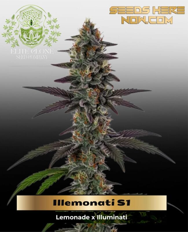Illemonati S1 (Feminized) - Elite Clone Seed Company