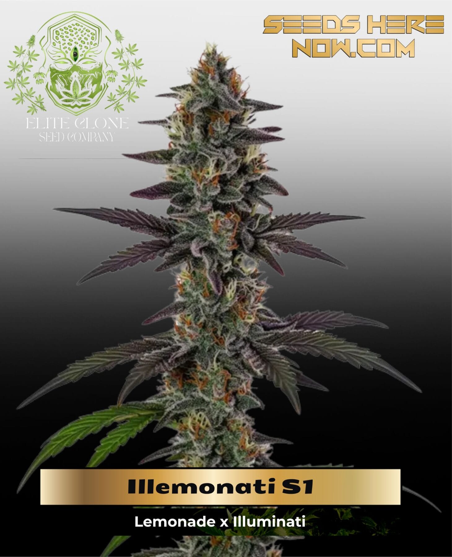 Illemonati S1 (Feminized) - Elite Clone Seed Company