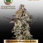 Citronella Sunrize (Autoflower) - Automatically Delicious
